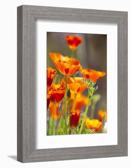 Poppies in Full Bloom, Seattle, Washington, USA-Terry Eggers-Framed Photographic Print