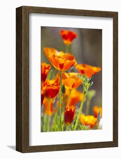 Poppies in Full Bloom, Seattle, Washington, USA-Terry Eggers-Framed Photographic Print