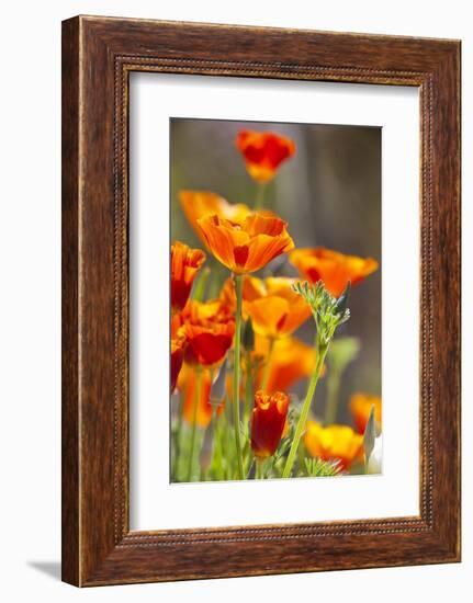 Poppies in Full Bloom, Seattle, Washington, USA-Terry Eggers-Framed Photographic Print