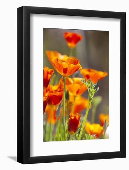 Poppies in Full Bloom, Seattle, Washington, USA-Terry Eggers-Framed Photographic Print