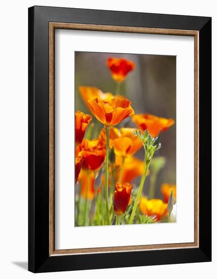 Poppies in Full Bloom, Seattle, Washington, USA-Terry Eggers-Framed Photographic Print