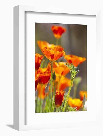 Poppies in Full Bloom, Seattle, Washington, USA-Terry Eggers-Framed Photographic Print