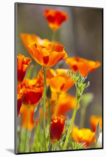 Poppies in Full Bloom, Seattle, Washington, USA-Terry Eggers-Mounted Photographic Print
