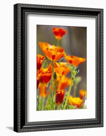 Poppies in Full Bloom, Seattle, Washington, USA-Terry Eggers-Framed Photographic Print