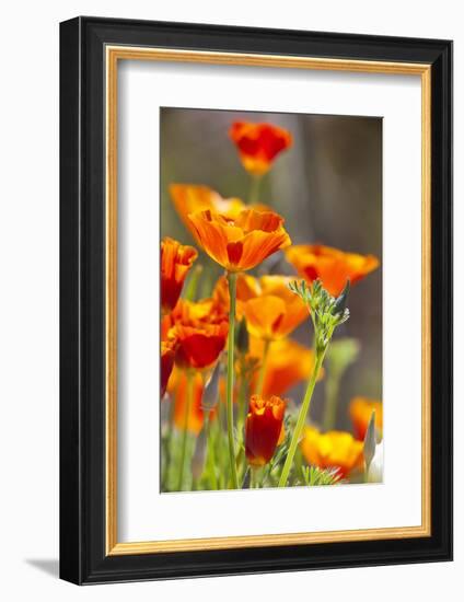 Poppies in Full Bloom, Seattle, Washington, USA-Terry Eggers-Framed Photographic Print