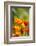 Poppies in Full Bloom, Seattle, Washington, USA-Terry Eggers-Framed Photographic Print