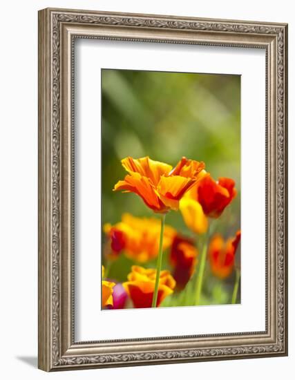 Poppies in Full Bloom, Seattle, Washington, USA-Terry Eggers-Framed Photographic Print