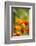 Poppies in Full Bloom, Seattle, Washington, USA-Terry Eggers-Framed Photographic Print