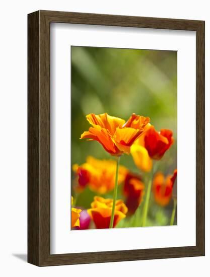 Poppies in Full Bloom, Seattle, Washington, USA-Terry Eggers-Framed Photographic Print