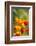 Poppies in Full Bloom, Seattle, Washington, USA-Terry Eggers-Framed Photographic Print