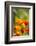 Poppies in Full Bloom, Seattle, Washington, USA-Terry Eggers-Framed Photographic Print