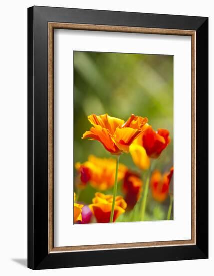 Poppies in Full Bloom, Seattle, Washington, USA-Terry Eggers-Framed Photographic Print