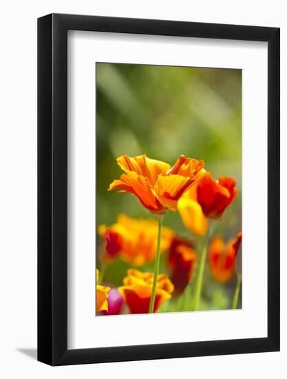 Poppies in Full Bloom, Seattle, Washington, USA-Terry Eggers-Framed Photographic Print