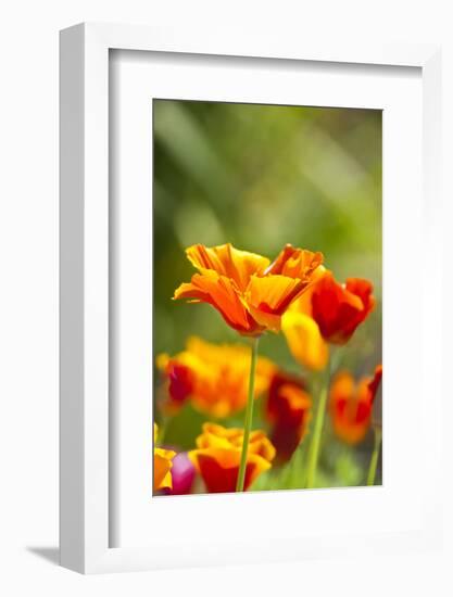 Poppies in Full Bloom, Seattle, Washington, USA-Terry Eggers-Framed Photographic Print