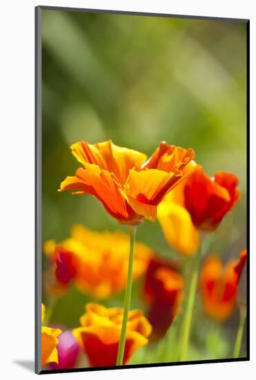 Poppies in Full Bloom, Seattle, Washington, USA-Terry Eggers-Mounted Photographic Print