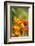 Poppies in Full Bloom, Seattle, Washington, USA-Terry Eggers-Framed Photographic Print