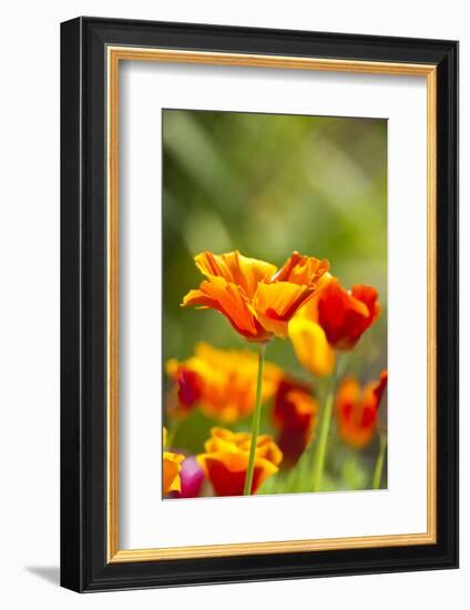 Poppies in Full Bloom, Seattle, Washington, USA-Terry Eggers-Framed Photographic Print