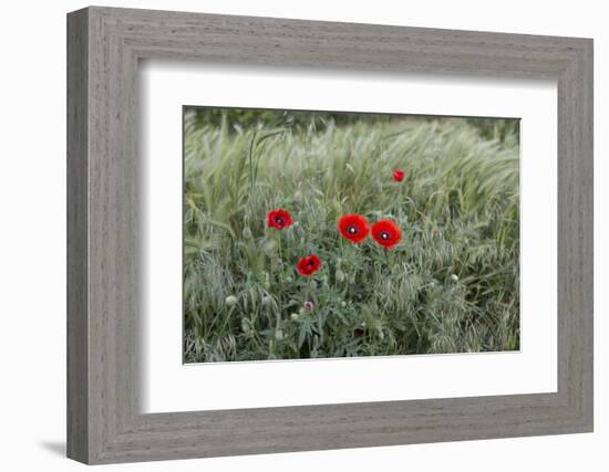 Poppies in Grain Field-Jurgen Ulmer-Framed Photographic Print