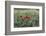 Poppies in Grain Field-Jurgen Ulmer-Framed Photographic Print