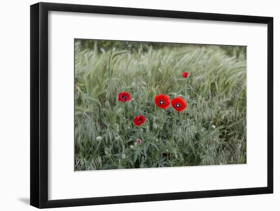 Poppies in Grain Field-Jurgen Ulmer-Framed Photographic Print