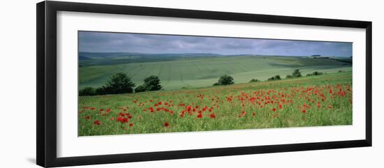 Poppies in June, the South Downs Near Brighton, Sussex, England, United Kingdom, Europe-John Miller-Framed Photographic Print