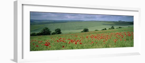Poppies in June, the South Downs Near Brighton, Sussex, England, United Kingdom, Europe-John Miller-Framed Photographic Print