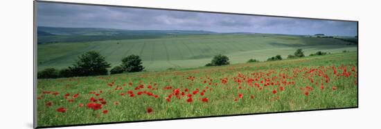 Poppies in June, the South Downs Near Brighton, Sussex, England, United Kingdom, Europe-John Miller-Mounted Photographic Print