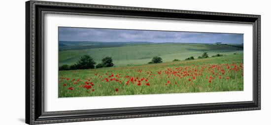 Poppies in June, the South Downs Near Brighton, Sussex, England, United Kingdom, Europe-John Miller-Framed Photographic Print