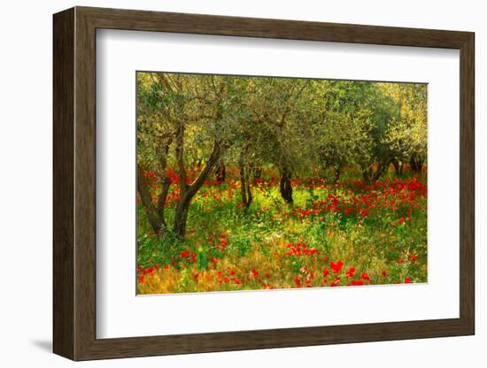 Poppies in Olive Orchard, Sicily-Caroyl La Barge-Framed Photographic Print