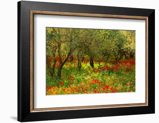 Poppies in Olive Orchard, Sicily-Caroyl La Barge-Framed Photographic Print