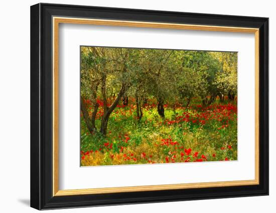 Poppies in Olive Orchard, Sicily-Caroyl La Barge-Framed Photographic Print