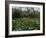 Poppies in Parc De Monceau, Paris, France, Europe-Nigel Francis-Framed Photographic Print