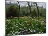 Poppies in Parc De Monceau, Paris, France, Europe-Nigel Francis-Mounted Photographic Print