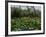 Poppies in Parc De Monceau, Paris, France, Europe-Nigel Francis-Framed Photographic Print