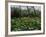 Poppies in Parc De Monceau, Paris, France, Europe-Nigel Francis-Framed Photographic Print