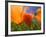 Poppies in Spring Bloom, Lancaster, California, USA-Terry Eggers-Framed Photographic Print