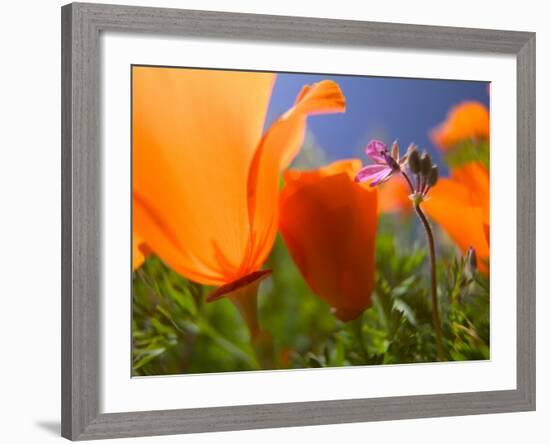 Poppies in Spring Bloom, Lancaster, California, USA-Terry Eggers-Framed Photographic Print