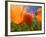 Poppies in Spring Bloom, Lancaster, California, USA-Terry Eggers-Framed Photographic Print