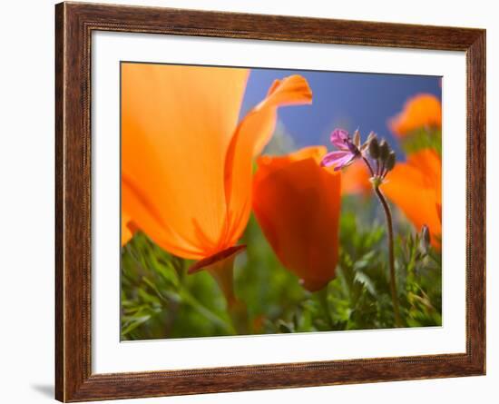 Poppies in Spring Bloom, Lancaster, California, USA-Terry Eggers-Framed Photographic Print