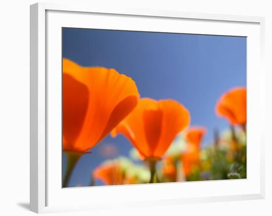 Poppies in Spring Bloom, Lancaster, California, USA-Terry Eggers-Framed Photographic Print