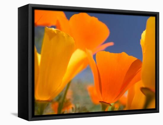 Poppies in Spring Bloom, Lancaster, California, USA-Terry Eggers-Framed Premier Image Canvas