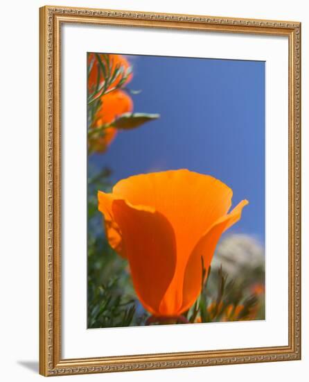 Poppies in Spring Bloom, Lancaster, California, USA-Terry Eggers-Framed Photographic Print