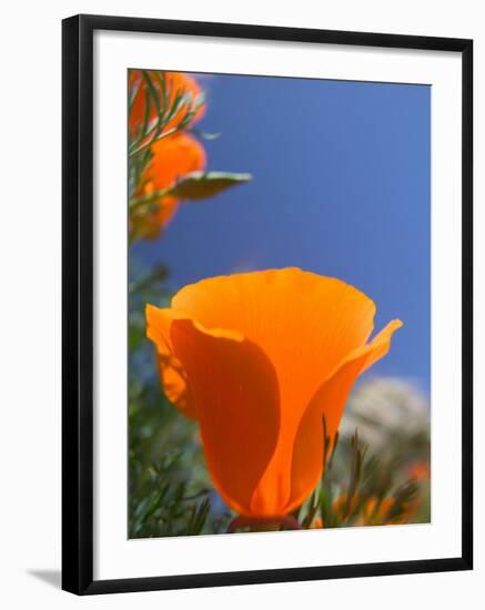 Poppies in Spring Bloom, Lancaster, California, USA-Terry Eggers-Framed Photographic Print