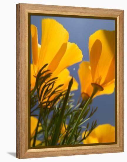 Poppies in Spring Bloom, Lancaster, California, USA-Terry Eggers-Framed Premier Image Canvas