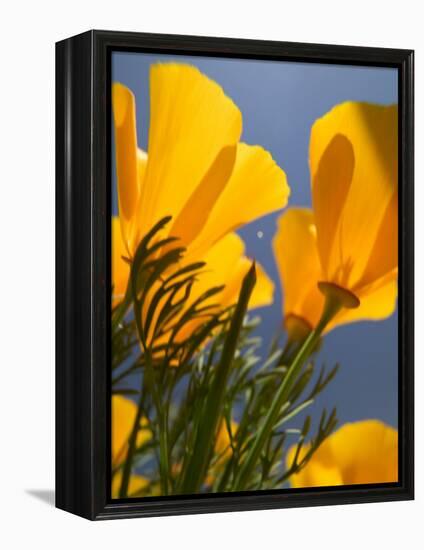 Poppies in Spring Bloom, Lancaster, California, USA-Terry Eggers-Framed Premier Image Canvas