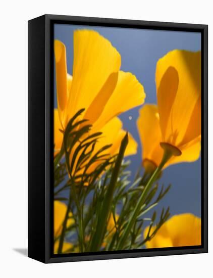 Poppies in Spring Bloom, Lancaster, California, USA-Terry Eggers-Framed Premier Image Canvas