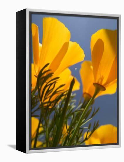 Poppies in Spring Bloom, Lancaster, California, USA-Terry Eggers-Framed Premier Image Canvas