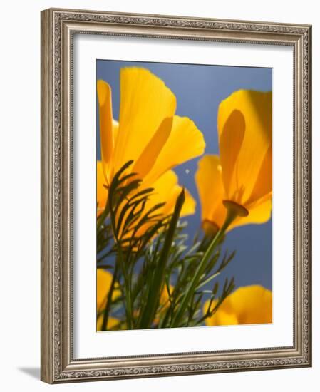 Poppies in Spring Bloom, Lancaster, California, USA-Terry Eggers-Framed Photographic Print