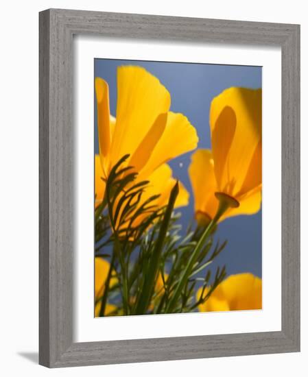 Poppies in Spring Bloom, Lancaster, California, USA-Terry Eggers-Framed Photographic Print