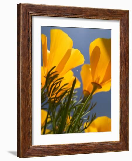 Poppies in Spring Bloom, Lancaster, California, USA-Terry Eggers-Framed Photographic Print